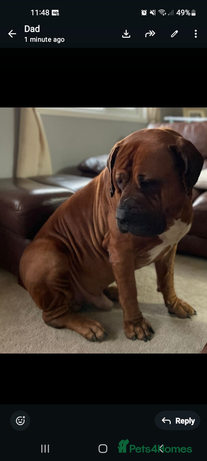 Boerboel dogs South African boerboel dog  - Advert 2