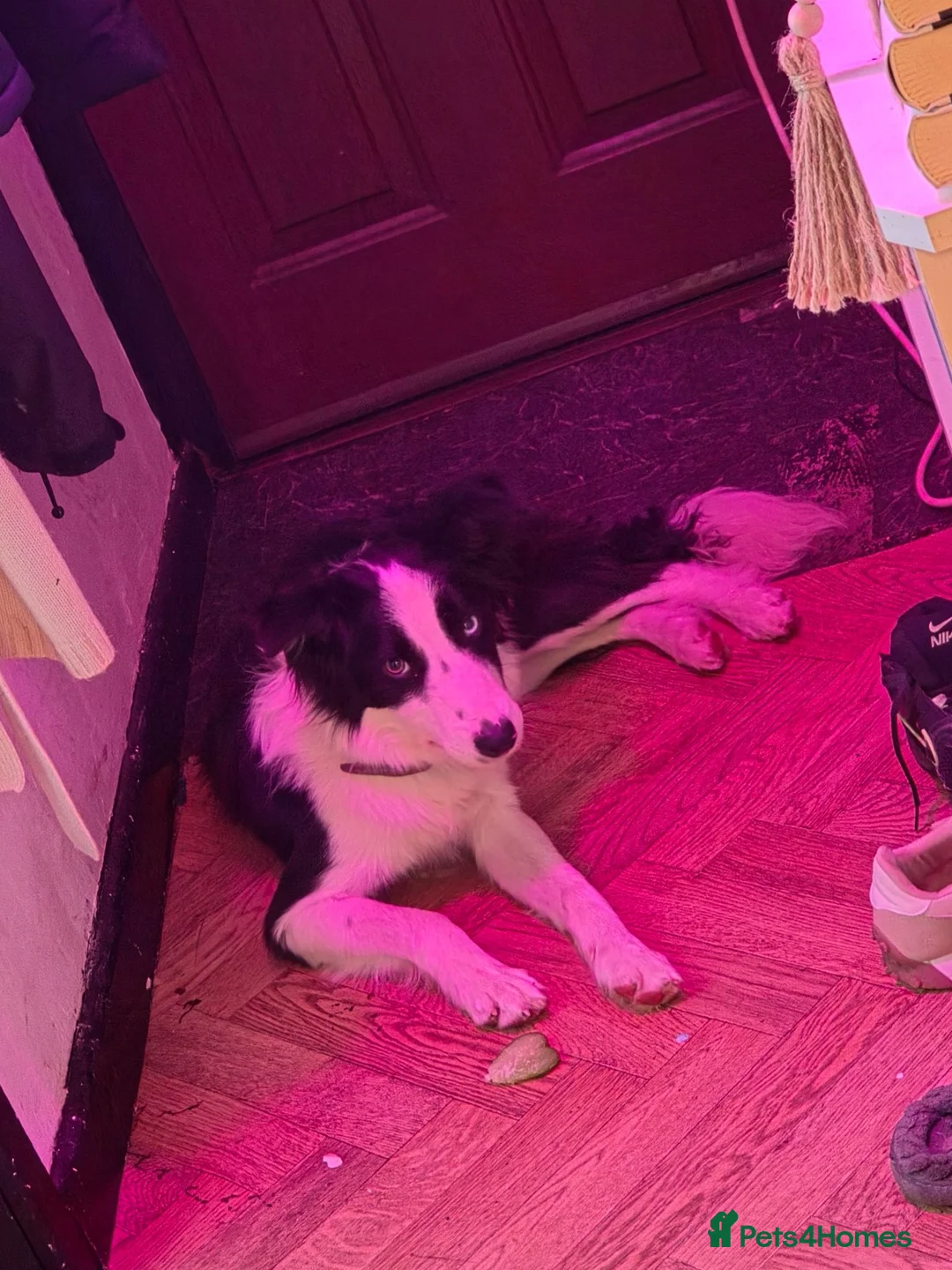 Border Collie dogs for sale: 1 year old border collie  - Advert 2