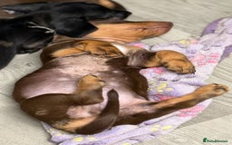 Miniature Dachshund dogs for sale: Gorgeous minix dachshund puppies ready now! - Image 8