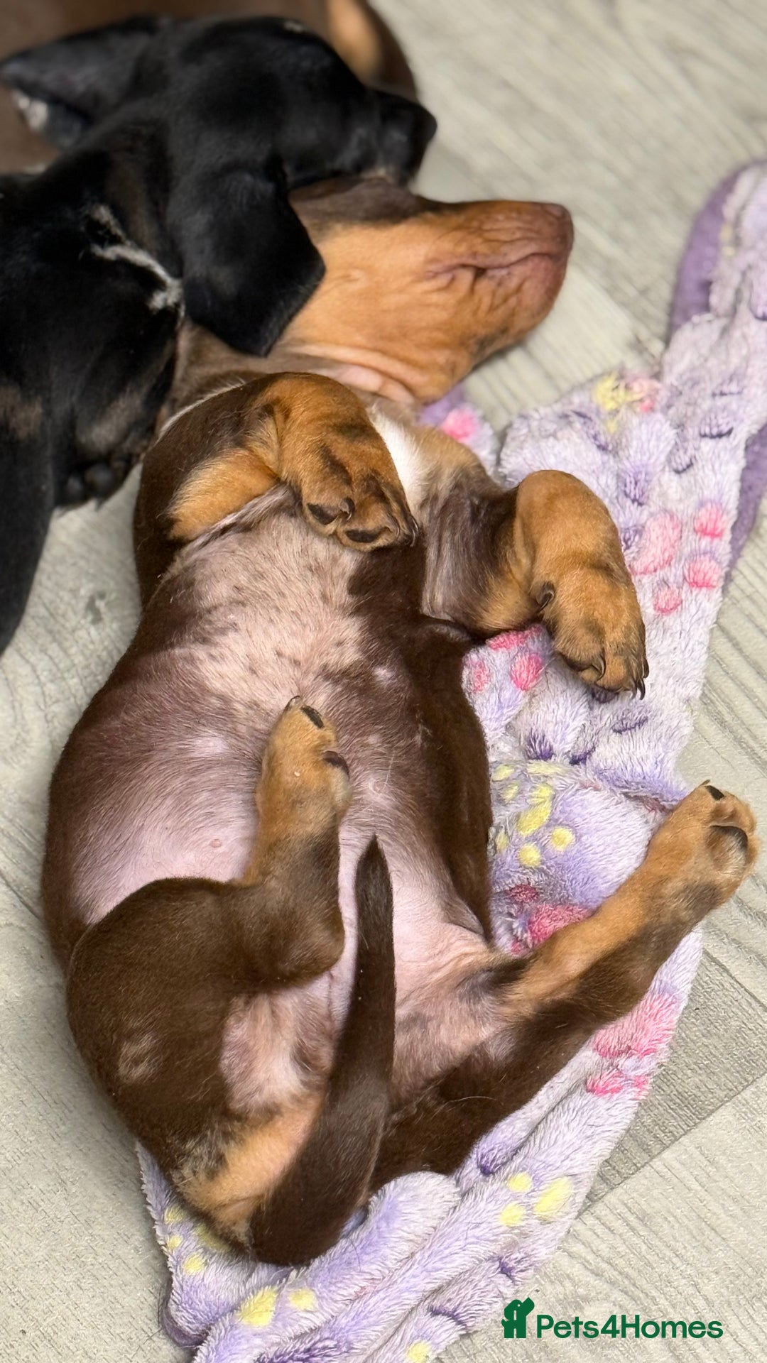 Miniature Dachshund dogs for sale: Gorgeous minix dachshund puppies ready now! - Image 8
