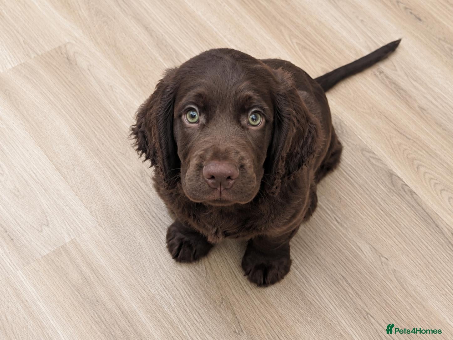 Sprocker dogs F1B Sprocker Puppies - One male available  - Advert 1