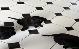 Labrador Retriever dogs for sale: Labrador puppies - Ready Now  - Image 39