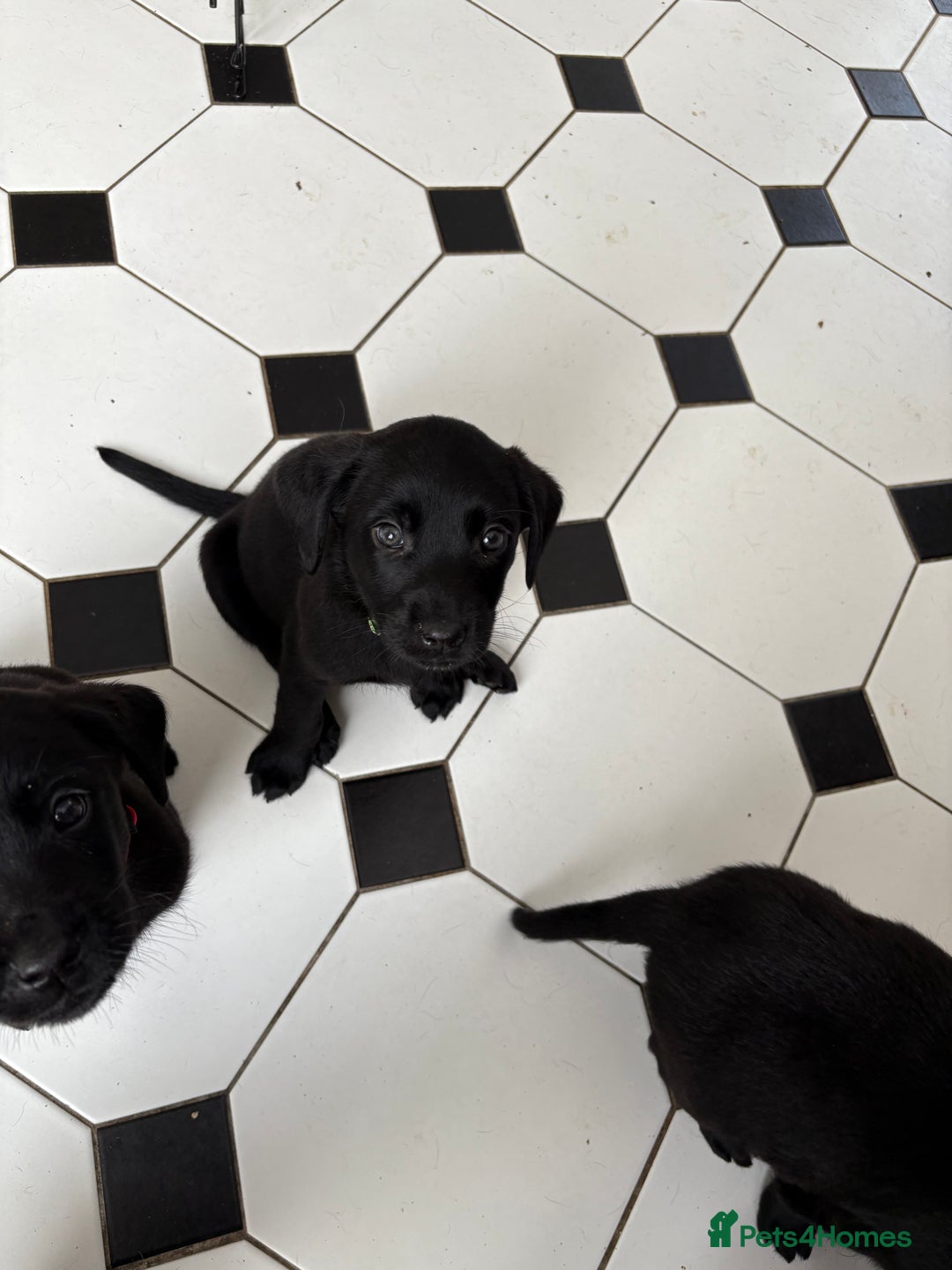 Labrador Retriever dogs for sale: Labrador puppies - Ready Now  - Image 39