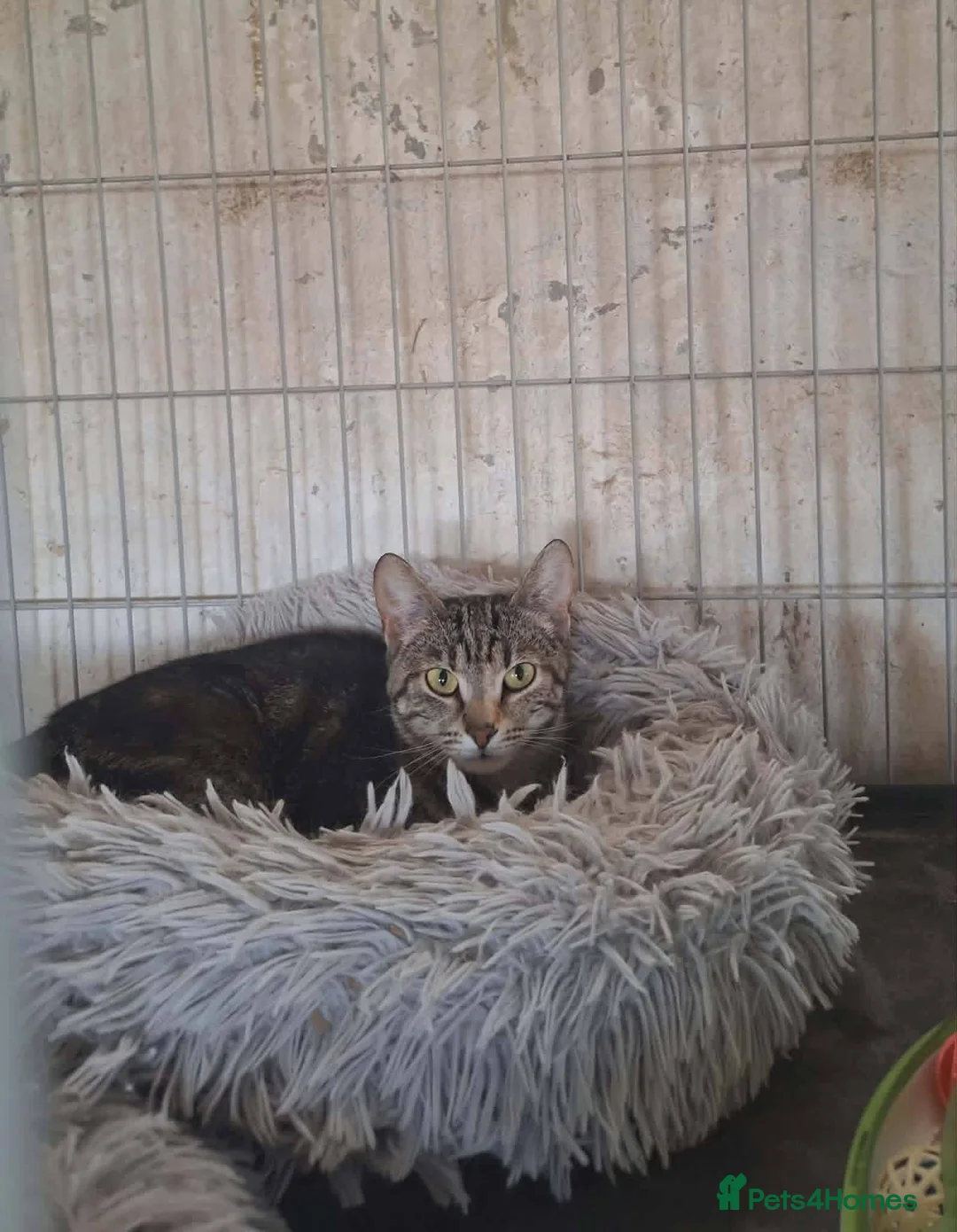 Mixed Breed cats for adoption: Barbie for adoption - Advert 2