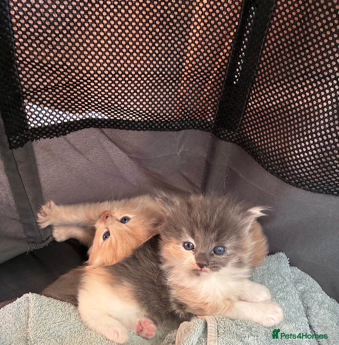 Ragdoll cats for sale: Cuddly Ragdoll X kittens - Image 2