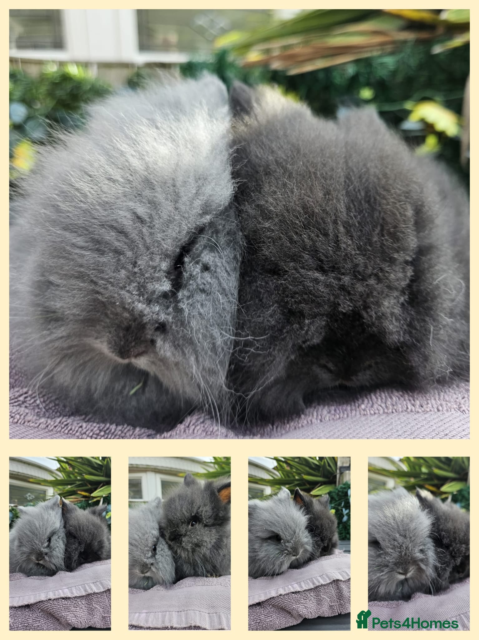 Lionhead rabbits 2 baby lionheads  - Advert 19