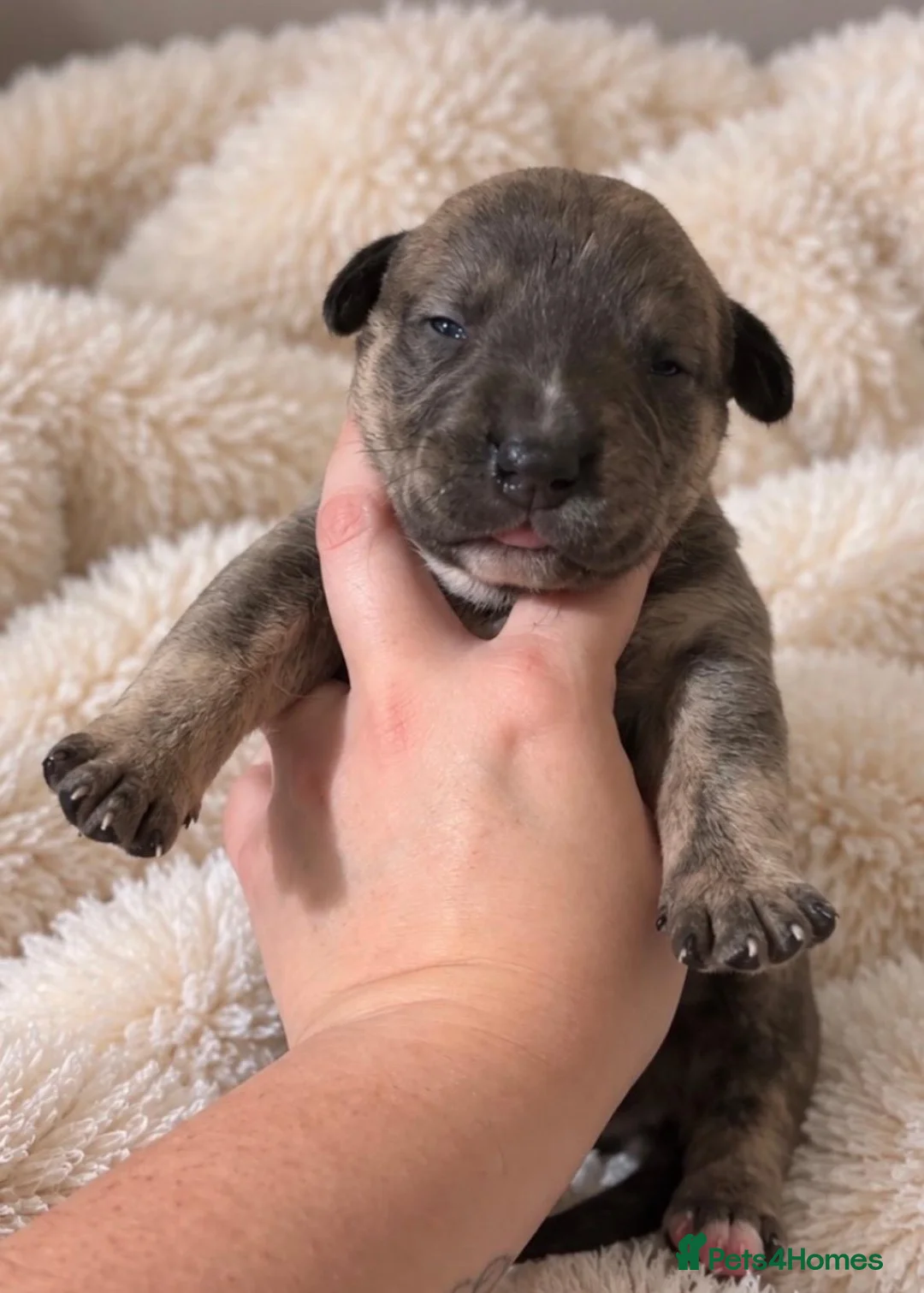 Mixed Breed dogs for sale: Gorgeous Blue & Brindle Mixed Breed Puppies 🫐💗 - Advert 1