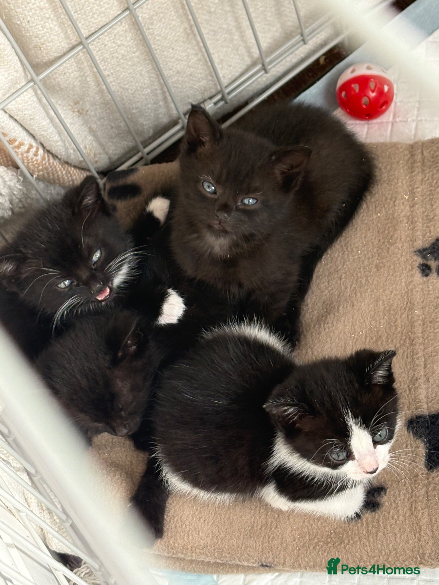 Mixed Breed cats 2X Female Kittens - Advert 2