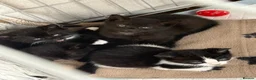 Mixed Breed cats for sale: 2X Female Kittens - Advert 1