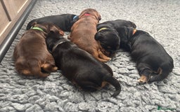 Cocker Spaniel dogs for sale: KC & HEALTH TESTED CHOC SABLE PUPS - Image 1