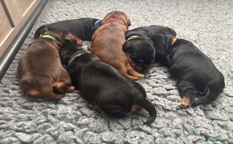 Cocker Spaniel dogs - Advert 5