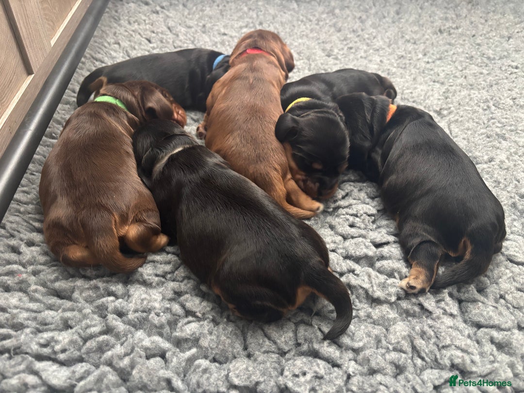 Cocker Spaniel dogs for sale: KC & HEALTH TESTED CHOC SABLE PUPS - Image 1
