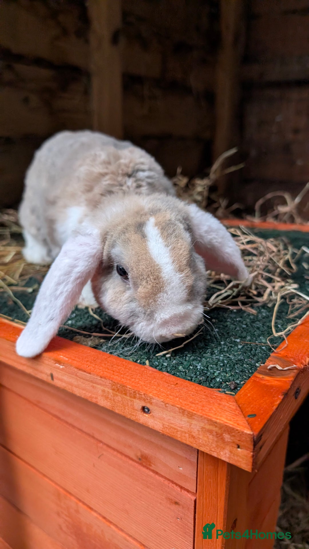 Mini Lop rabbits for sale: Pure breed plush mini lops babies  - Advert 4