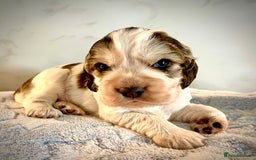 Cocker Spaniel dogs for sale: Fully health tested KC Cocker Spaniel puppies - Image 17