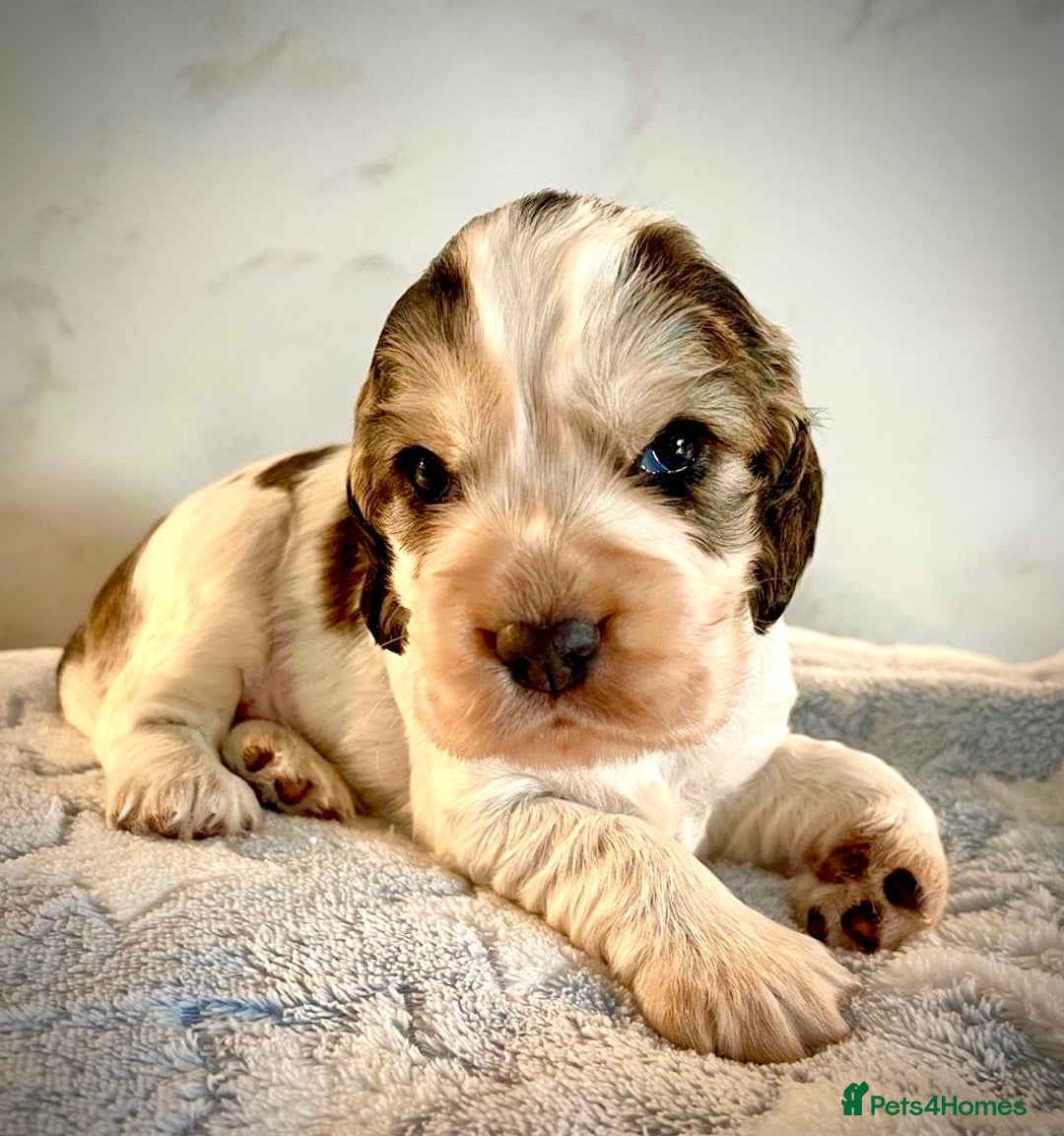 Cocker Spaniel dogs for sale: Fully health tested KC Cocker Spaniel puppies - Image 17