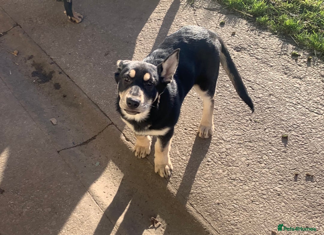 German Shepherd dogs for sale: German Shepherd Puppy - Advert 3