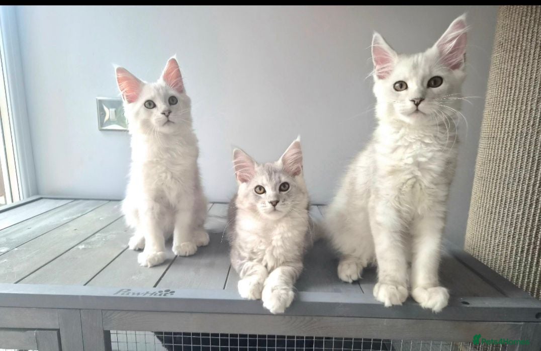 Maine Coon cats Maine acoon Kittens Looking for Loving Homes - Advert 1