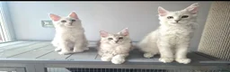 Maine Coon cats for sale: Maine Coon Kittens Looking for Loving Homes - Advert 1