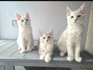 Maine Coon cats Maine acoon Kittens Looking for Loving Homes - Advert 1