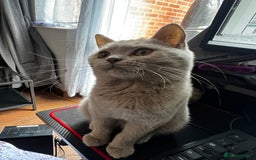 British Shorthair cats for sale: British Short Hair lilac female  - Image 4
