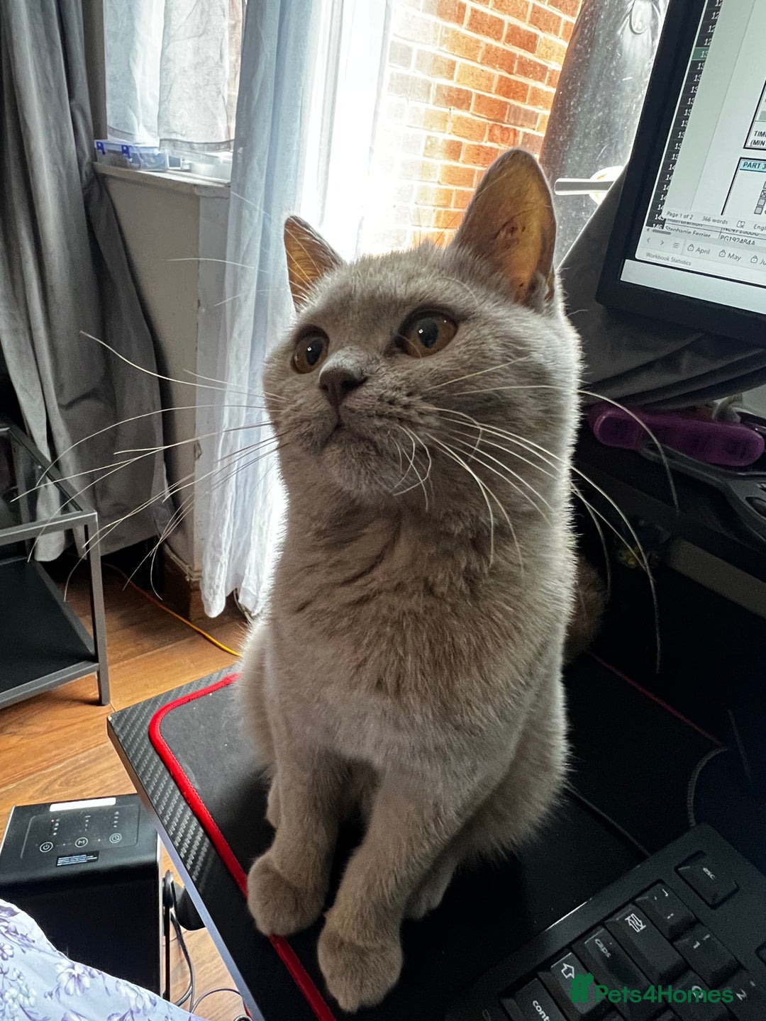 British Shorthair cats for sale: British Short Hair lilac female  - Image 4
