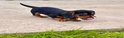 Miniature Dachshund dogs for sale: 💕 Ready Now and Reduced! Lovely Mini Doxies - Advert 10