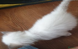Ragdoll cats for sale: GCCF Chocolate Point with White Bi-color kittensur - Image 17