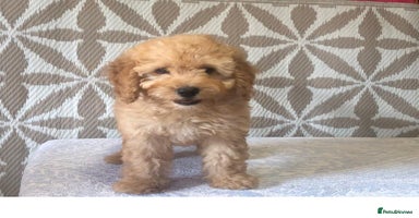 Cavapoo dogs - Advert 2