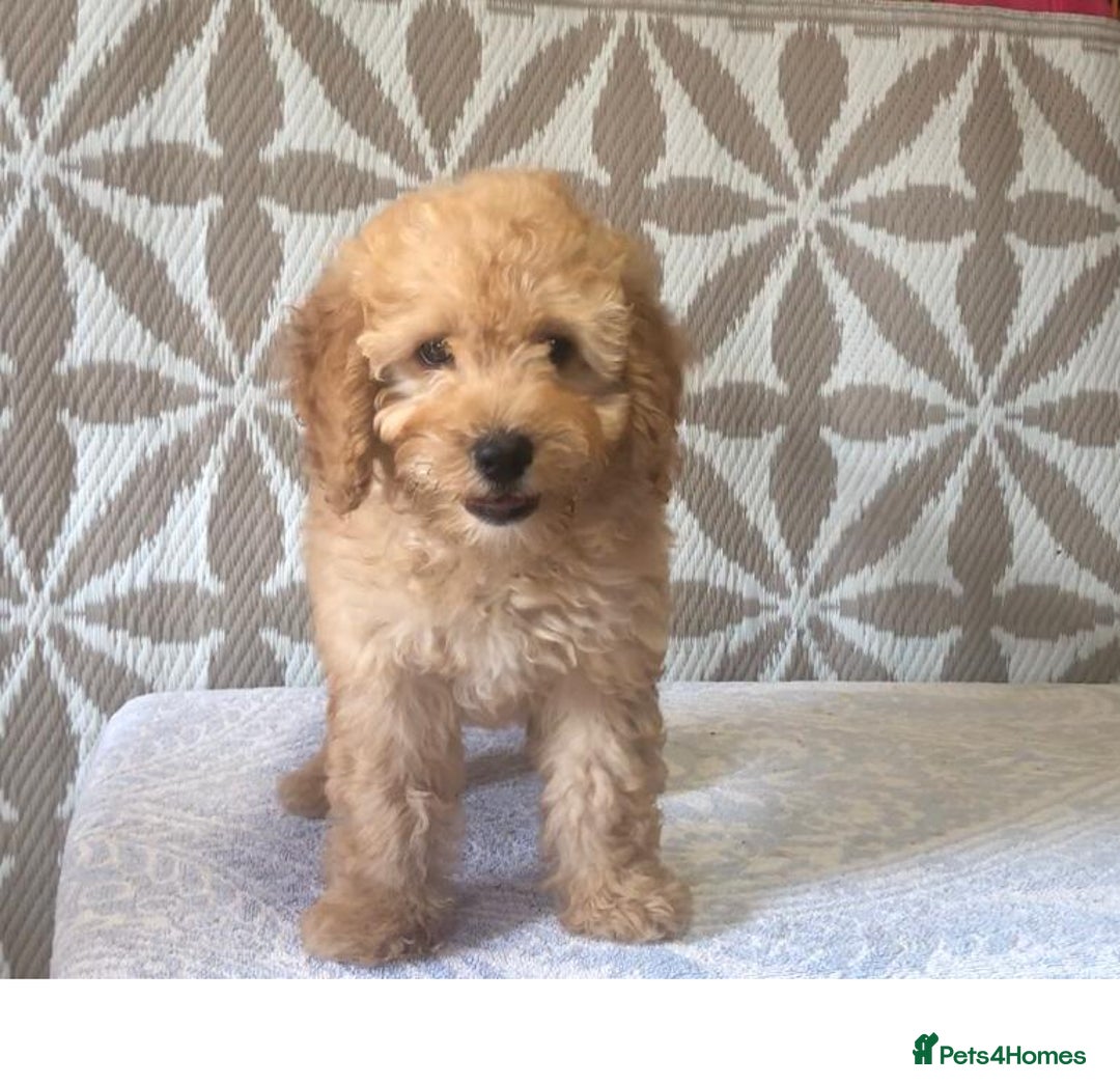 Cavapoo dogs for sale: F1B CAVAPOO PUPPIES  - Image 2
