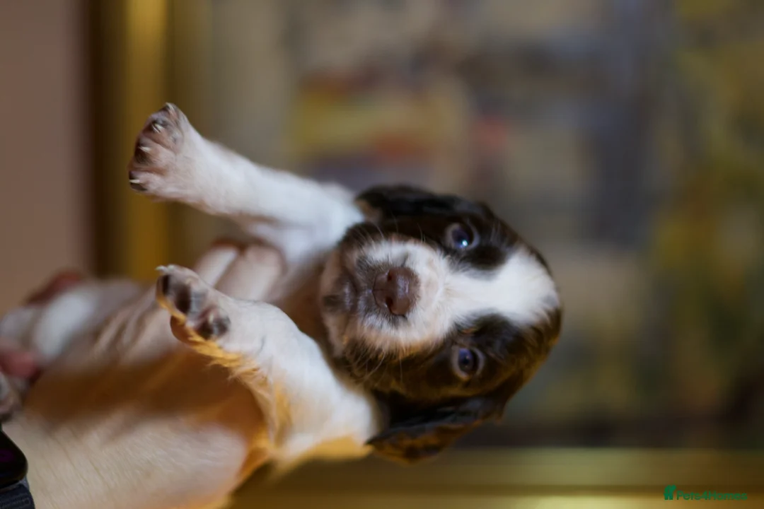 English Springer Spaniel dogs for sale: Stunning English Springer Spaniel Puppies - Advert 7