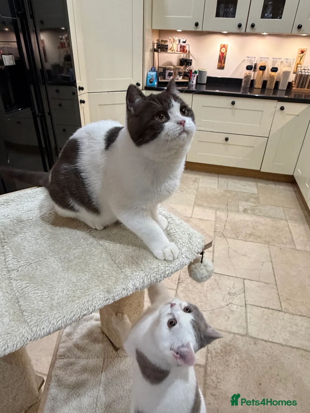 British Shorthair cats for sale: READY NOW - REGISTERED FULL PEDIGREE BSH - Advert 7