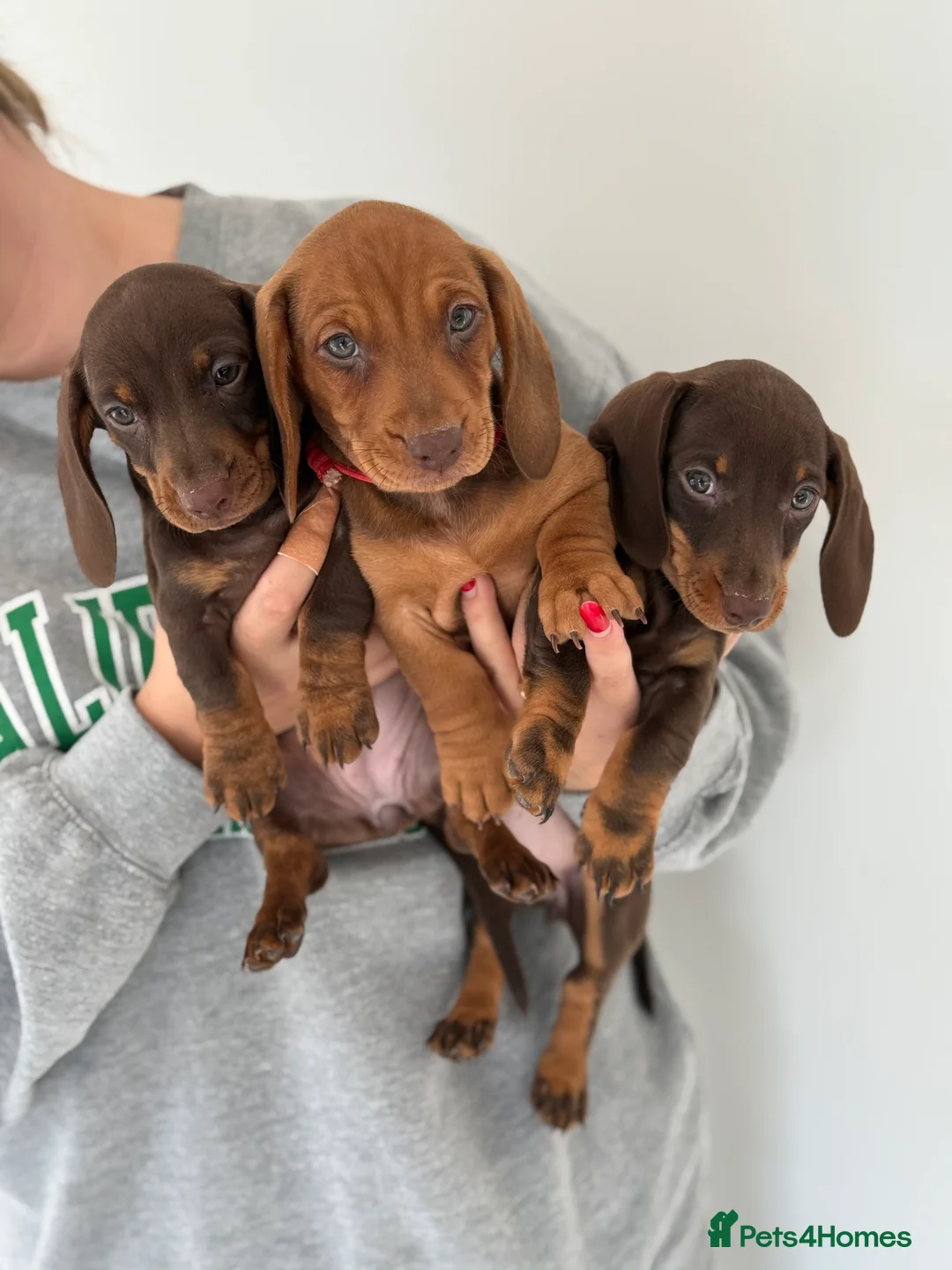 Miniature Dachshund dogs for stud: miniature dachshund stud  in Pontypridd - Advert 17