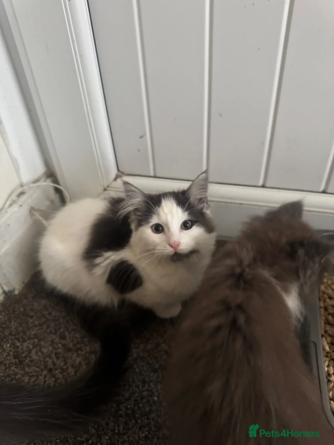 Ragcoon cats for sale: 💙 Beautiful Radoll/Maincoon Kittens🐾 - Advert 2