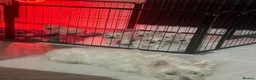 West Highland Terrier dogs for sale: Westie pups in Dalkeith - Advert 10