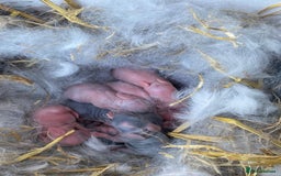 Mini Lop rabbits for sale: Gorgeous Mini Lop Babies - Image 2