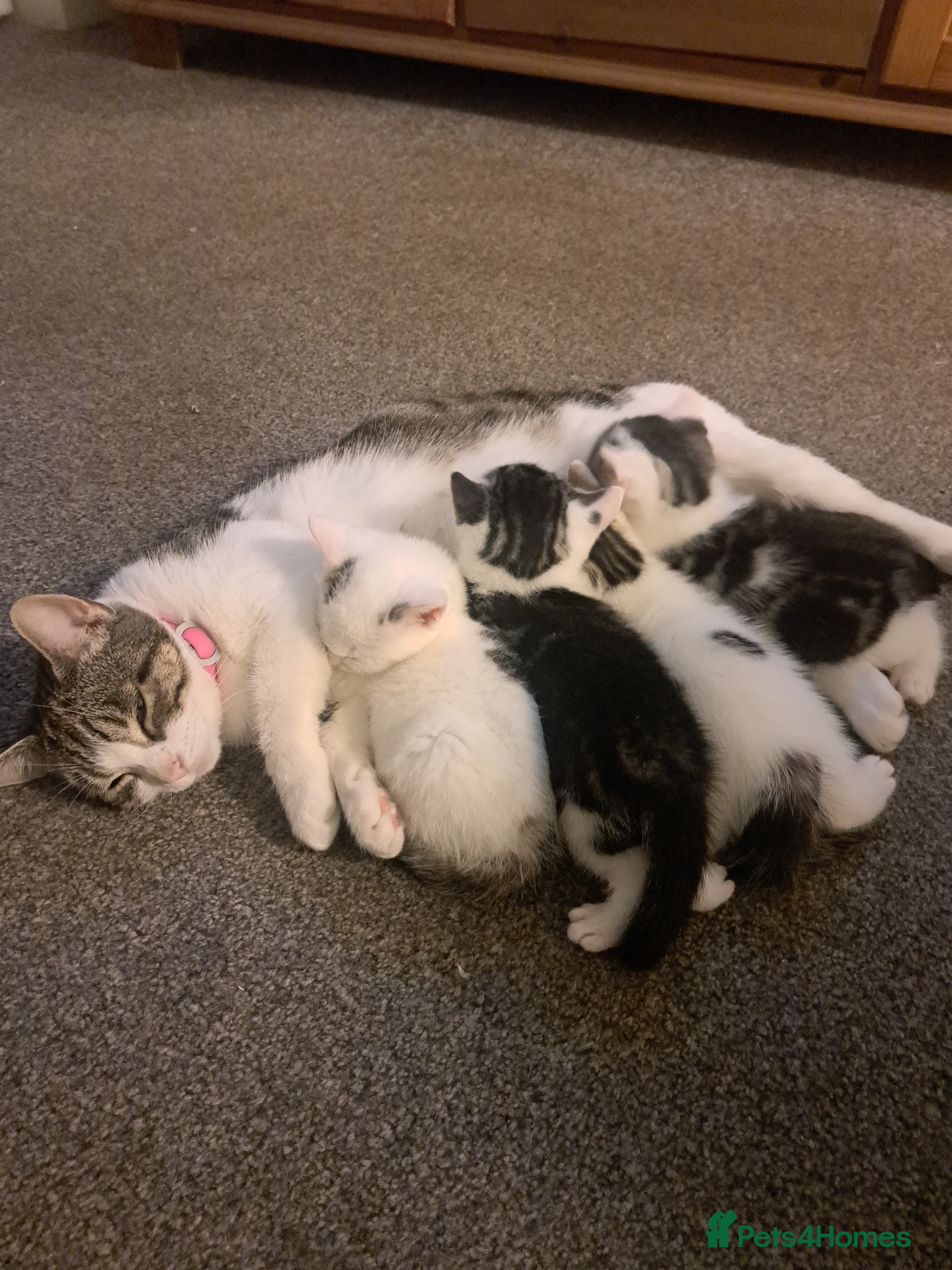 Domestic Shorthair cats Kittens for sale  - Advert 1