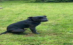 Staffordshire Bull Terrier dogs for stud: Pablo stud  - Image 2