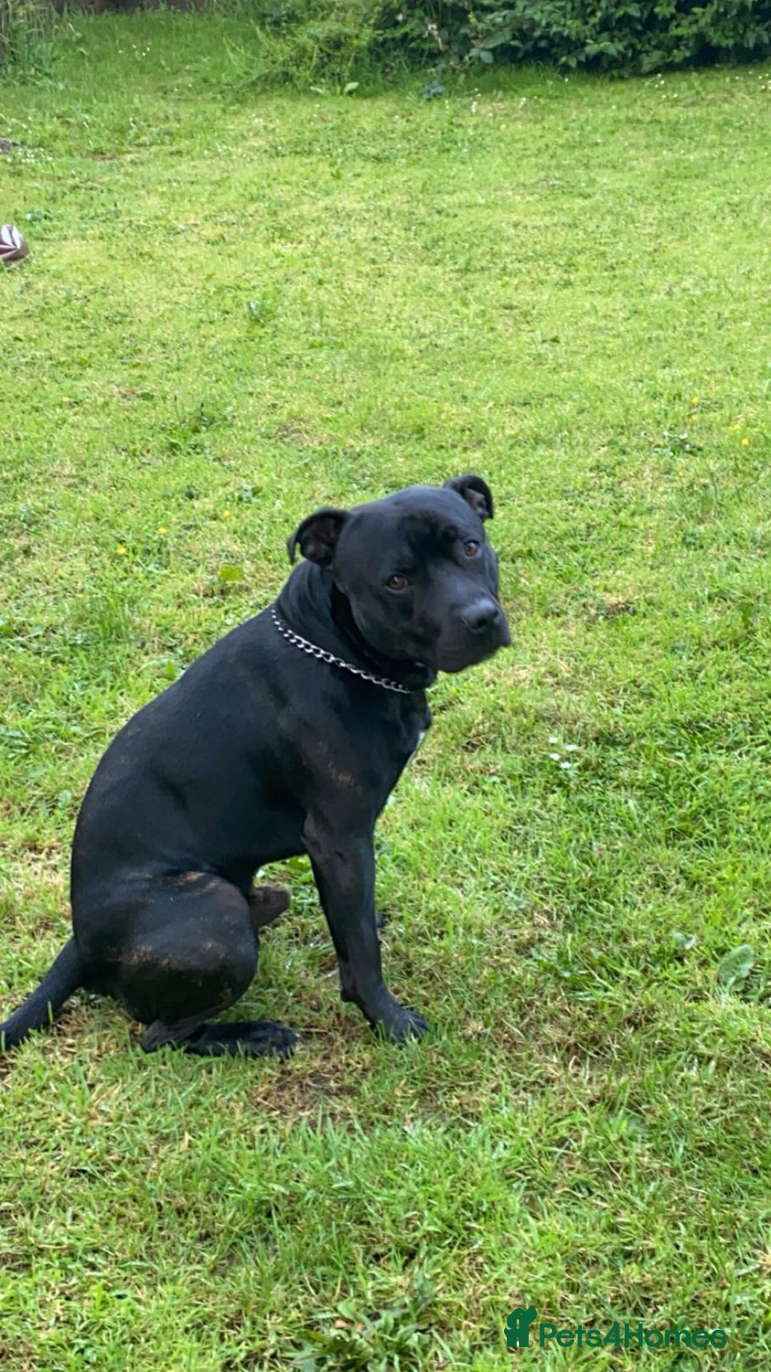 Staffordshire Bull Terrier dogs for stud: Pablo stud  - Image 2