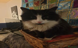 British Shorthair cats for sale: Medium haired black and white 6 year old male cat  - Image 4