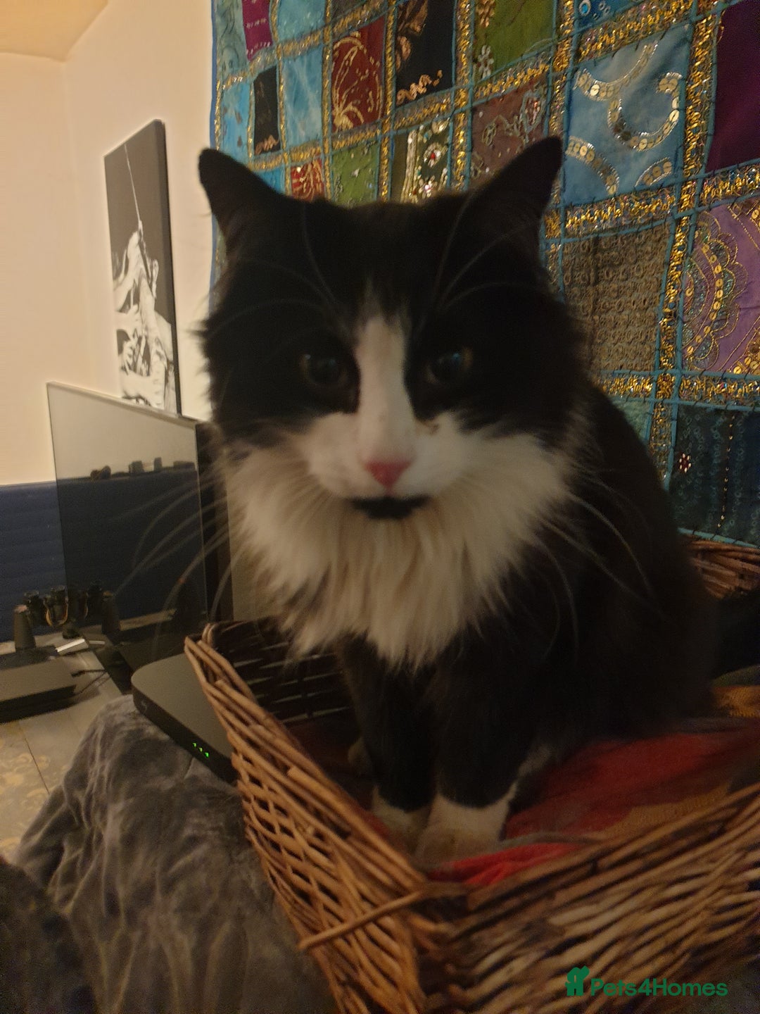 British Shorthair cats for sale: Medium haired black and white 6 year old male cat  - Image 4