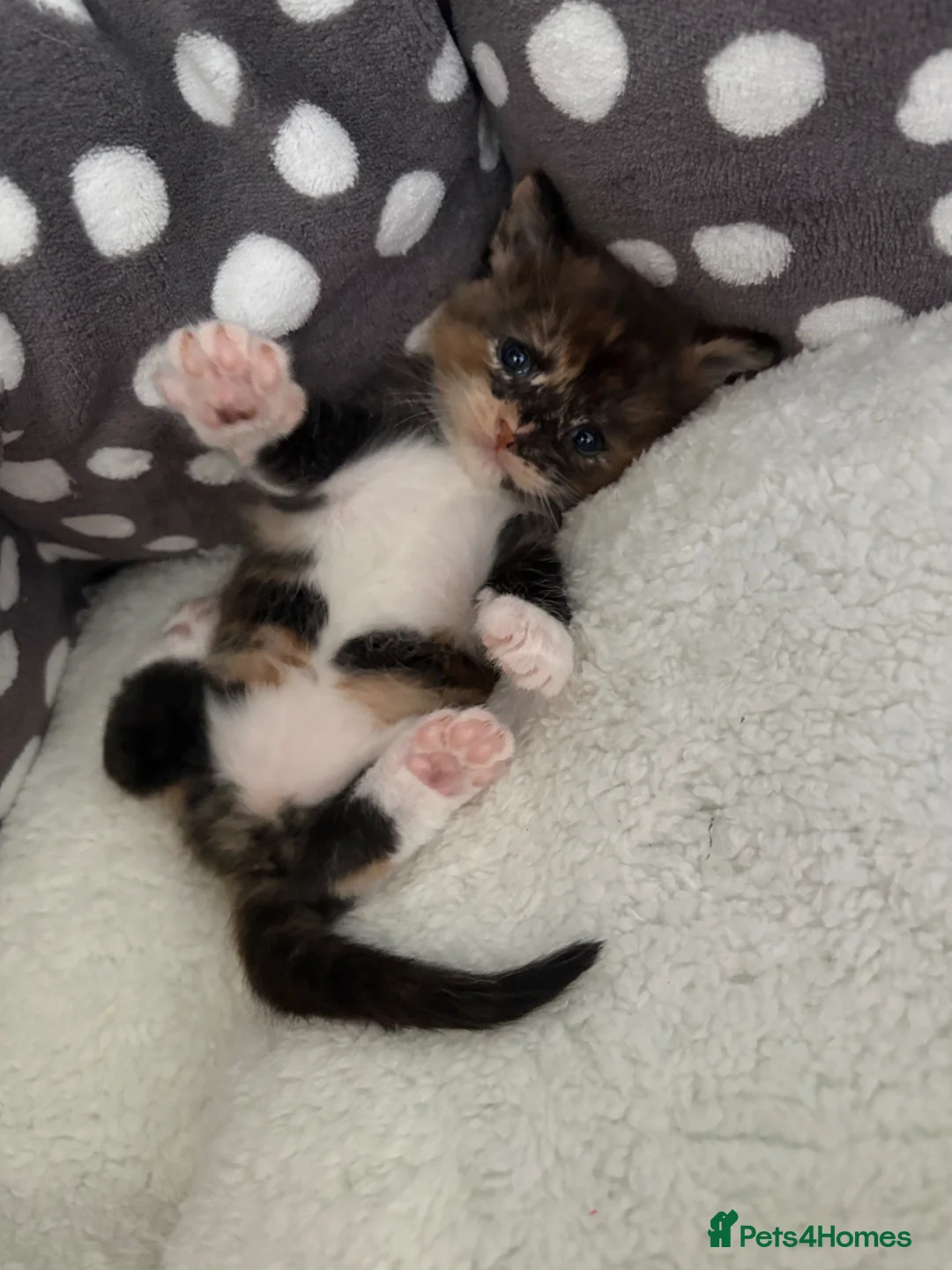 Mixed Breed cats for sale: 3 Gorgeous Kittens  - Advert 8