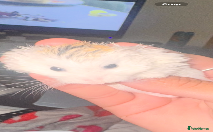 Hamster rodents - Advert 6