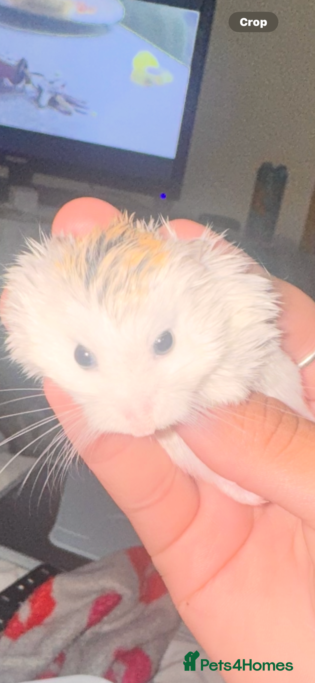 Hamster rodents for sale: Roborovski Dwarf Hamster for sale  - Image 1