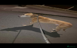 Mixed Breed dogs for sale: Bull cross suluki greyhound  - Image 4