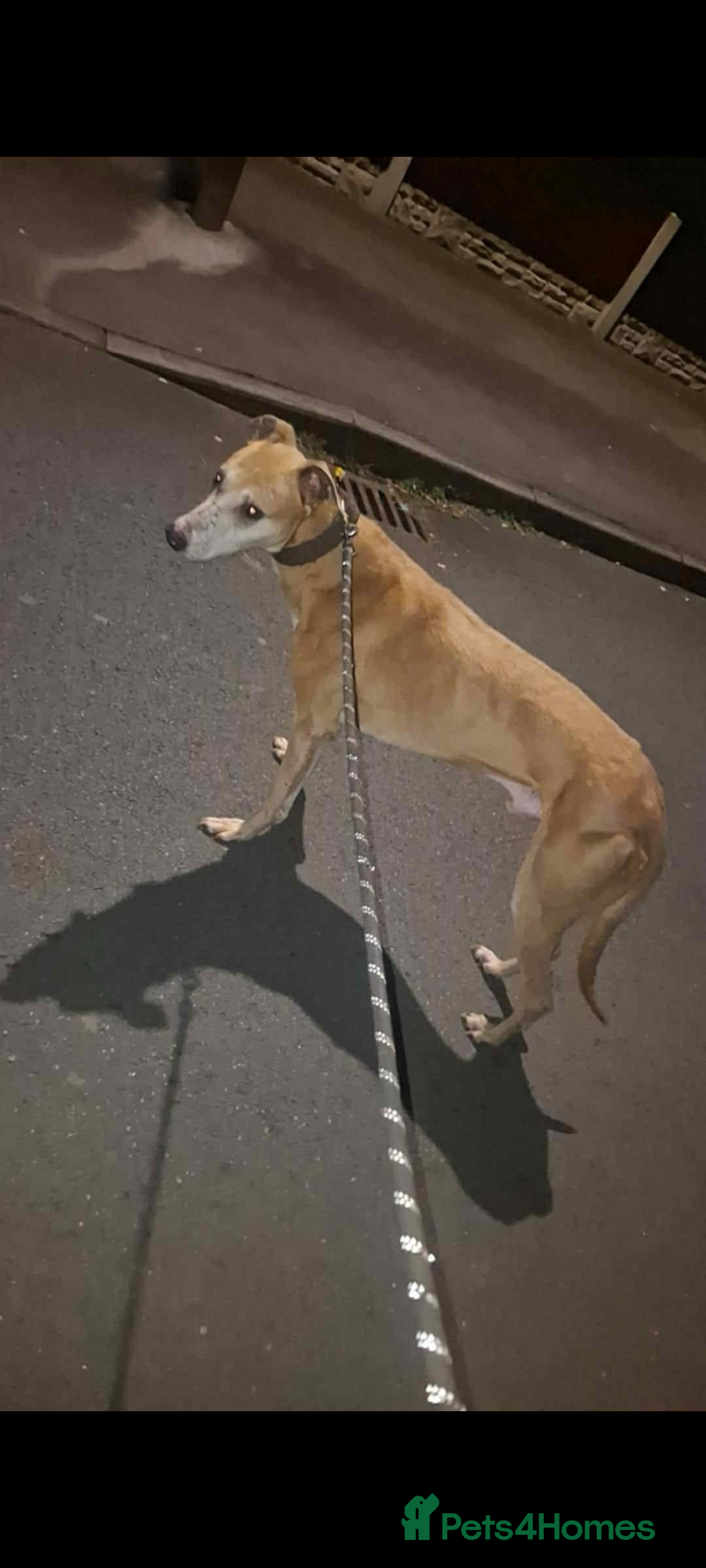 Mixed Breed dogs for sale: Bull cross suluki greyhound  - Image 4