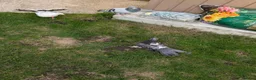 Pigeons birds for sale: Pigeons Mixed Variety  - Advert 13