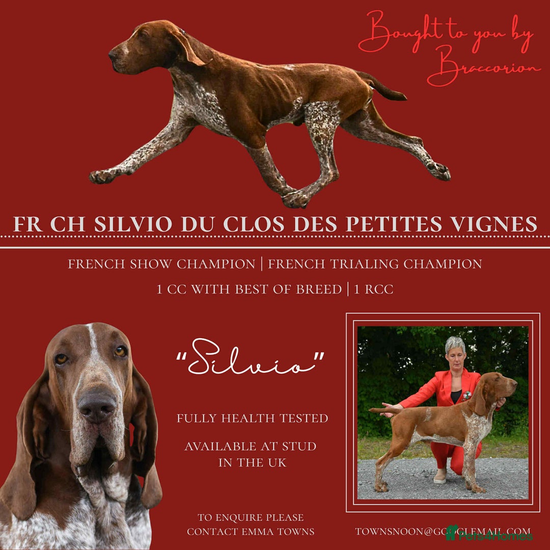 Bracco Italiano dogs for sale: 🌟 TOP BREEDER 2021,22,22,24,25🌟 - Image 4