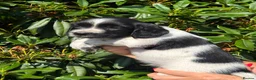 English Springer Spaniel dogs for sale: READY NOW ! Kc registered Springer Spaniel Puppies - Advert 23