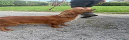 Cocker Spaniel dogs for sale: Cocker spaniels KCReg - Advert 4