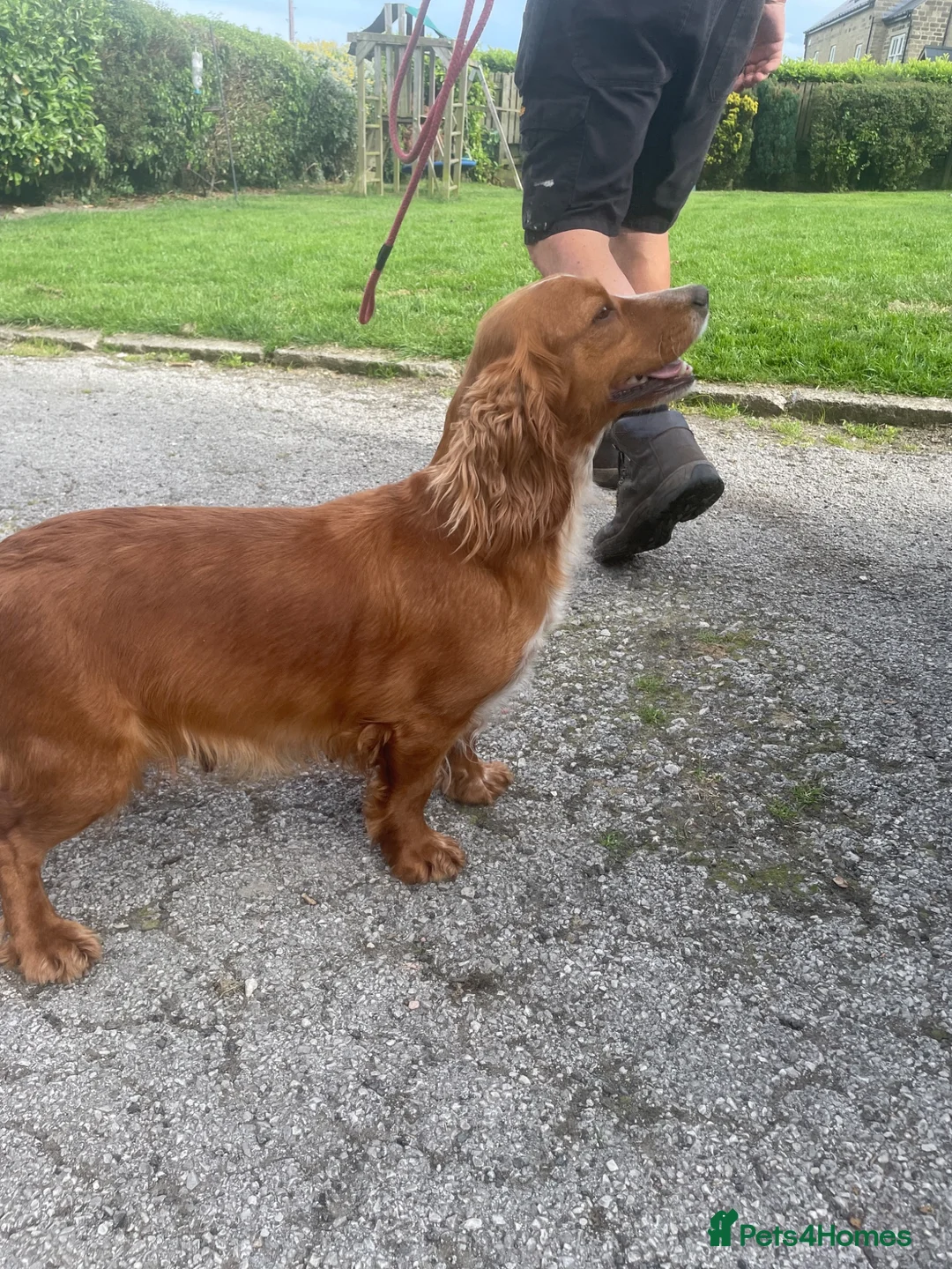 Cocker Spaniel dogs for sale: Cocker spaniels KCReg - Advert 4